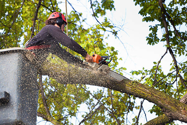 Best Firewood Processing and Delivery  in Bayside, WI